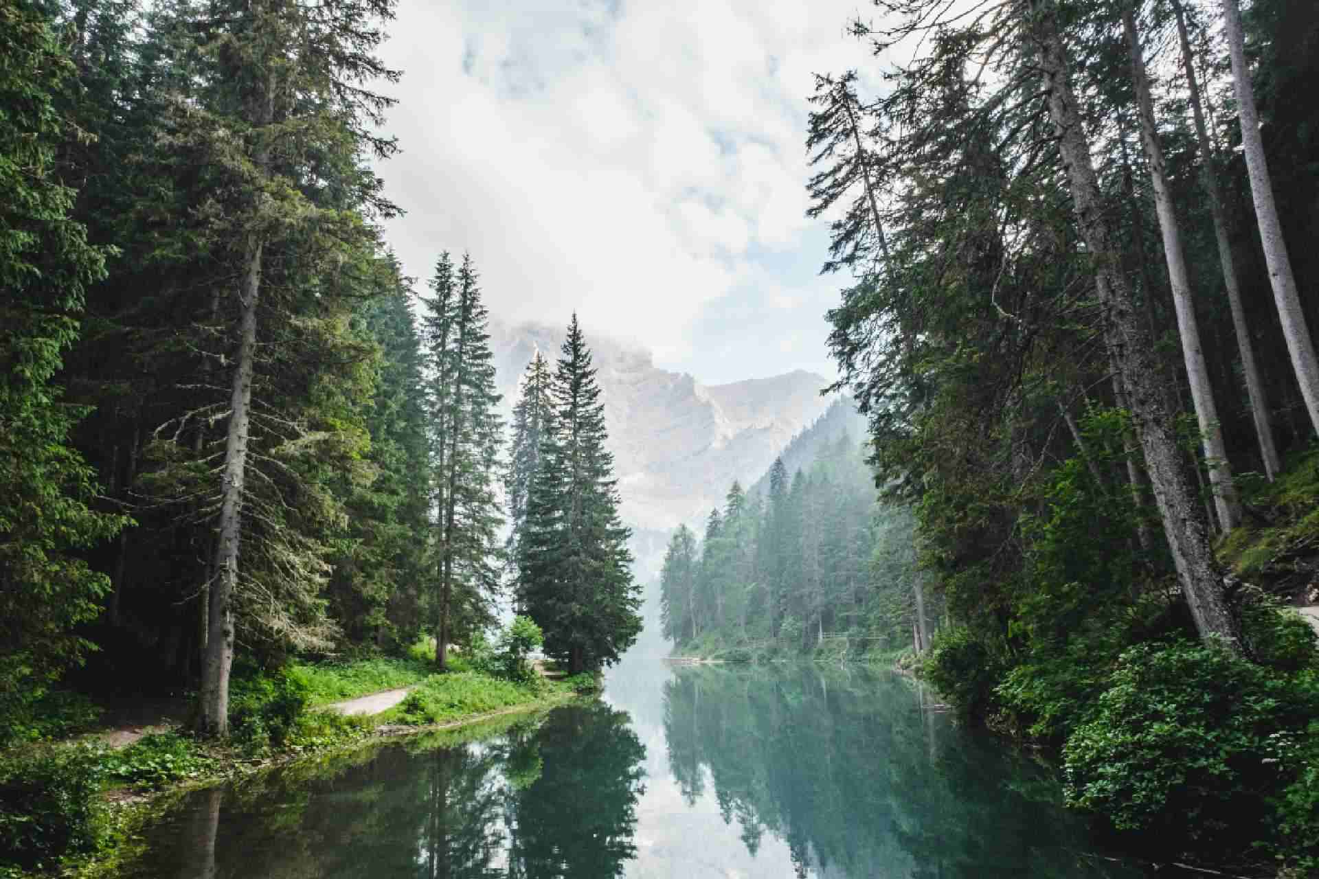 Bosco e lago di montagna